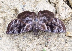 Ebrietas badia