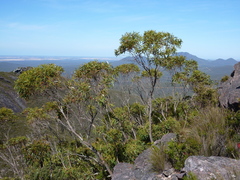 Eucalyptus megacarpa