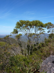 Eucalyptus megacarpa