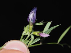 Vicia bithynica, photograph (c) Louis Aureglia, some rights reserved (CC BY)