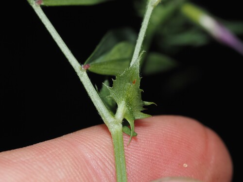 Vicia bithynica, photograph 5
