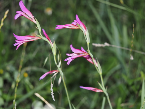 Gladiolus italicus