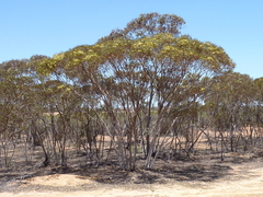 Eucalyptus tenera