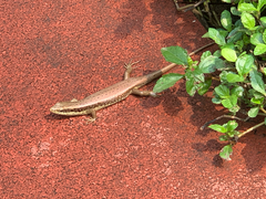 Eutropis longicaudata