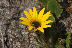 Arctotis angustifolia