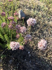 Eriogonum fasciculatum foliolosum