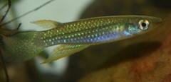 Aplocheilus lineatus