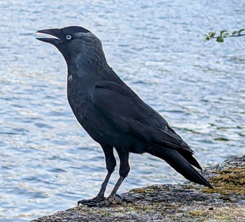Eurasian Jackdaw