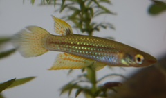 Aplocheilus lineatus