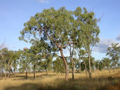 Corymbia erythrophloia