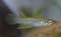 Aplocheilus lineatus
