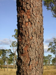 Corymbia erythrophloia