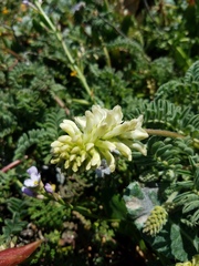 Astragalus nuttallii nuttallii