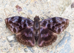 Ebrietas badia