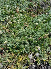 Astragalus nuttallii nuttallii