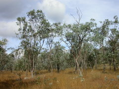 Eucalyptus lockyeri