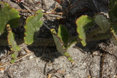 Arctotis angustifolia