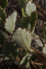 Arctotis angustifolia