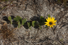 Arctotis angustifolia