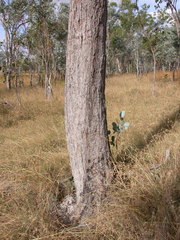 Eucalyptus lockyeri