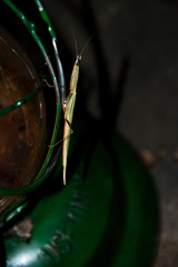 Episcopomantis chalybea