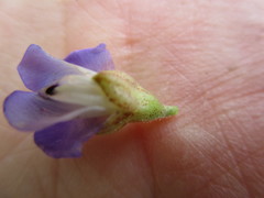 Psoralea speciosa