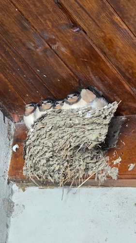 Barn Swallow