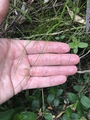 Isolepis reticularis