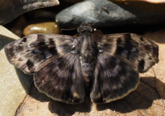 Ebrietas