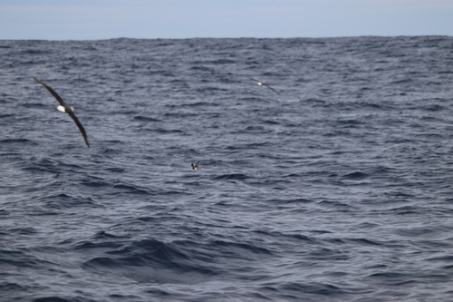 iNaturalist image