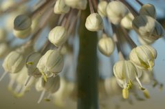 Allium turcomanicum