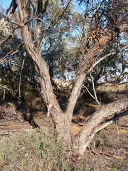 Eucalyptus cyanophylla