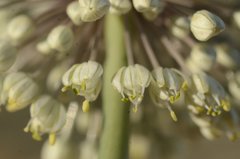 Allium turcomanicum