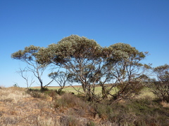Eucalyptus cyanophylla