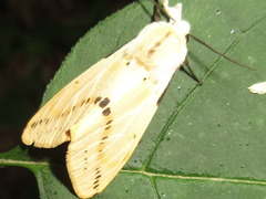 Spilarctia seriatopunctata