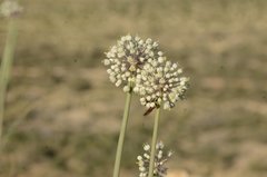 Allium turcomanicum