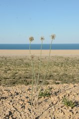 Allium turcomanicum