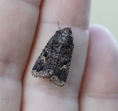 Proteuxoa marginalis