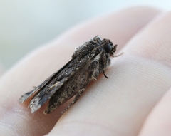 Proteuxoa marginalis