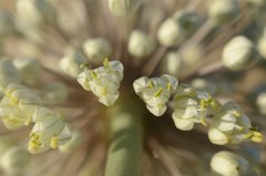 Allium turcomanicum