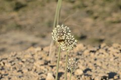 Allium turcomanicum
