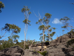 Eucalyptus triflora