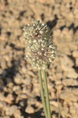 Allium turcomanicum