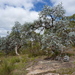 Eucalyptus cinerea - Photo (c) Dean Nicolle,  זכויות יוצרים חלקיות (CC BY-NC), הועלה על ידי Dean Nicolle