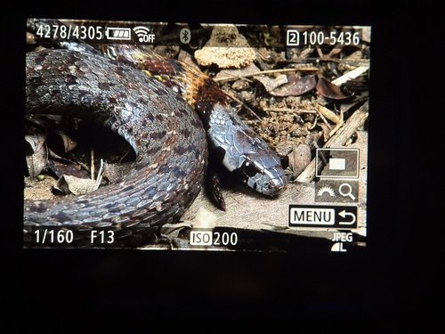 Angel’s Keelback
