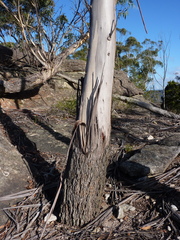 Eucalyptus triflora