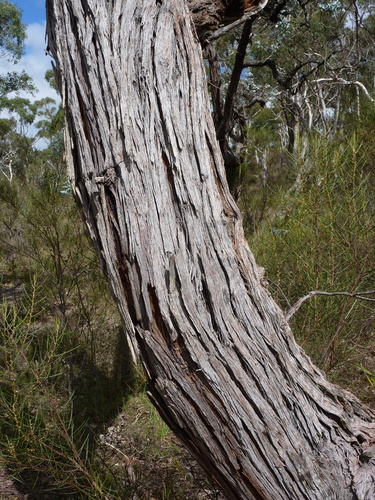 Eucalyptus cinerea