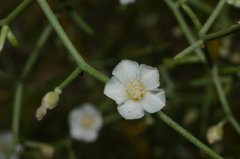 Convolvulus erinaceus