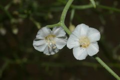 Convolvulus erinaceus