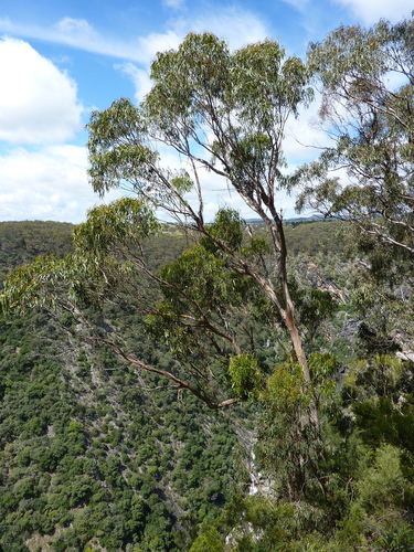 Eucalyptus volcanica